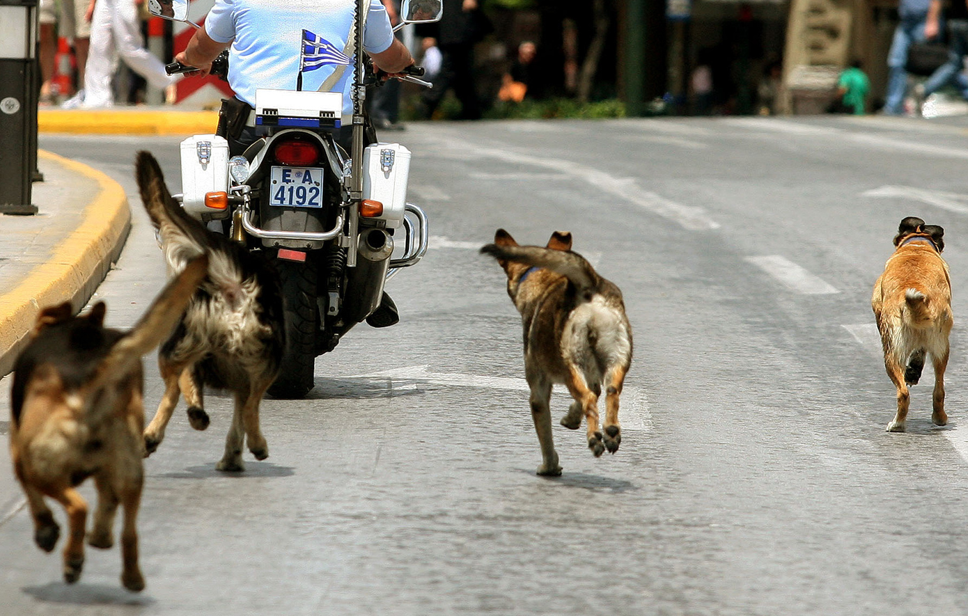 Υπάλληλος στη Λαμία κάλεσε την αστυνομία για να επιστρέψει σπίτι λόγω αγέλης σκύλων – «Η καρδιά μου τρέμει»