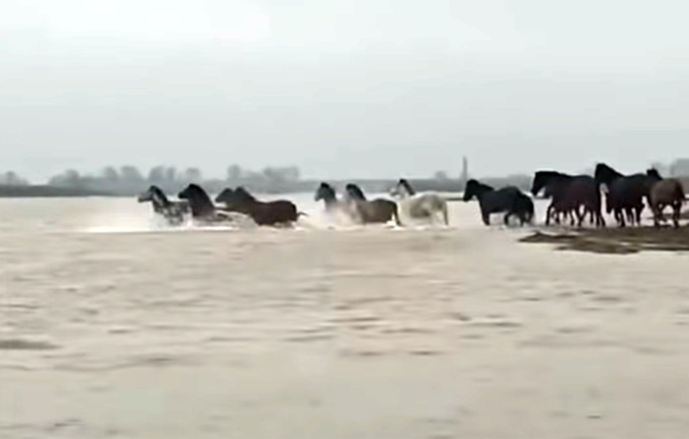 Μαγευτικές σκηνές άγριας ζωής στο Δέλτα του Έβρου με άλογα να περνούν τον ποταμό