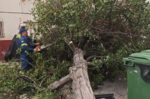 Καταρρεύσεις δέντρων εξαιτίας ισχυρών ανέμων στην Αττική