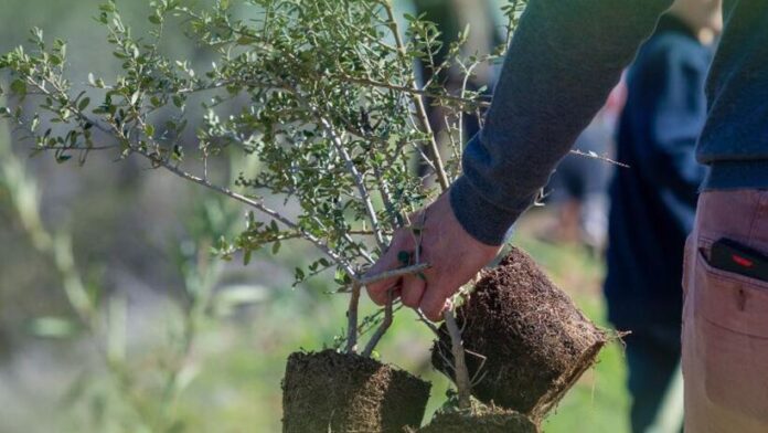 Διπλή δενδροφύτευση την Κυριακή 15/2 σε Βάρκιζα και Καβούρι