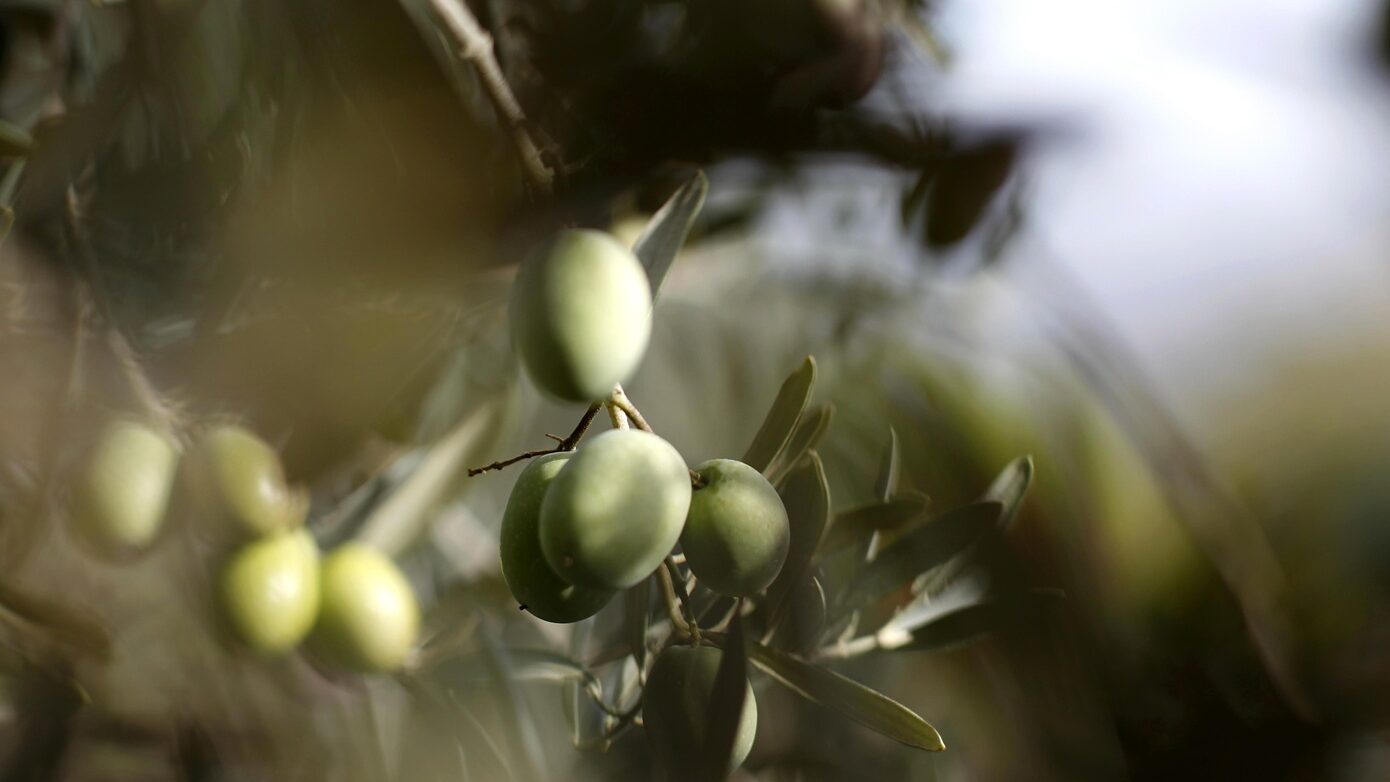 Πώς το οικονομικό τυνησιακό ελαιόλαδο καταβάλλει την Ιταλία