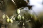Πώς το οικονομικό τυνησιακό ελαιόλαδο καταβάλλει την Ιταλία