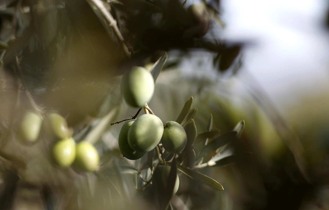 Πώς το οικονομικό τυνησιακό ελαιόλαδο καταβάλλει την Ιταλία