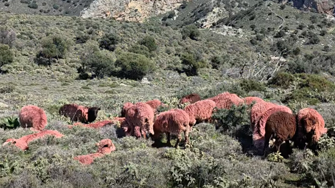 Κτηνοτρόφος στην Κρήτη έβαψε τα πρόβατα κόκκινα για να αποτρέψει κλοπές – Δείτε το βίντεο