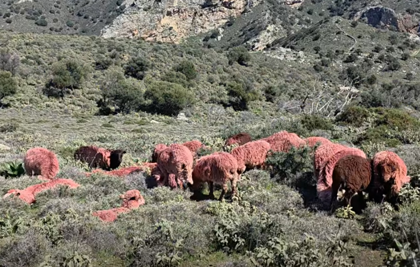 Κτηνοτρόφος στην Κρήτη έβαψε τα πρόβατα κόκκινα για να αποτρέψει κλοπές – Δείτε το βίντεο
