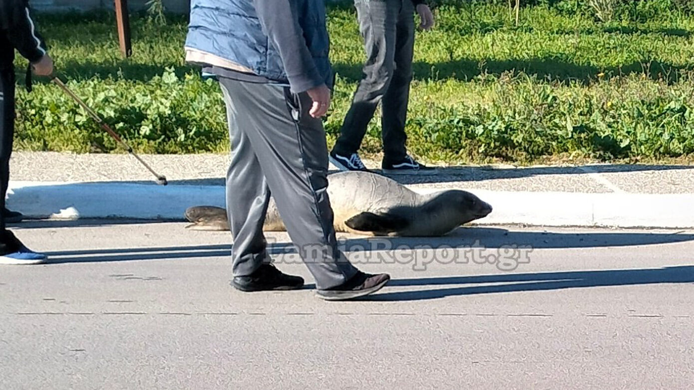 Χαμένη φώκια εντοπίστηκε να περιπλανιέται στους δρόμους της Αρκίτσας Φθιώτιδας – Ξεπρόβαλε απρόσμενα στη στεριά από φρεάτιο