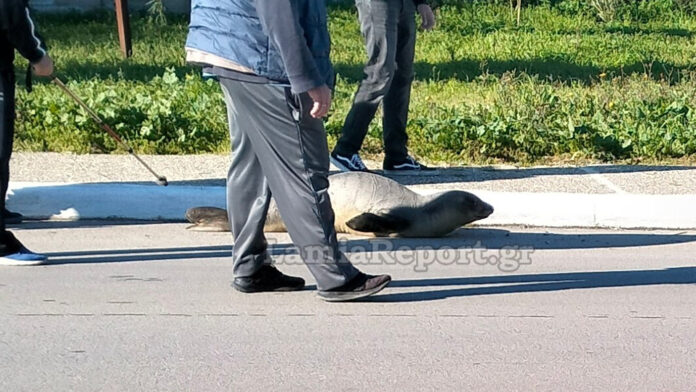 Χαμένη φώκια εντοπίστηκε να περιπλανιέται στους δρόμους της Αρκίτσας Φθιώτιδας – Ξεπρόβαλε απρόσμενα στη στεριά από φρεάτιο