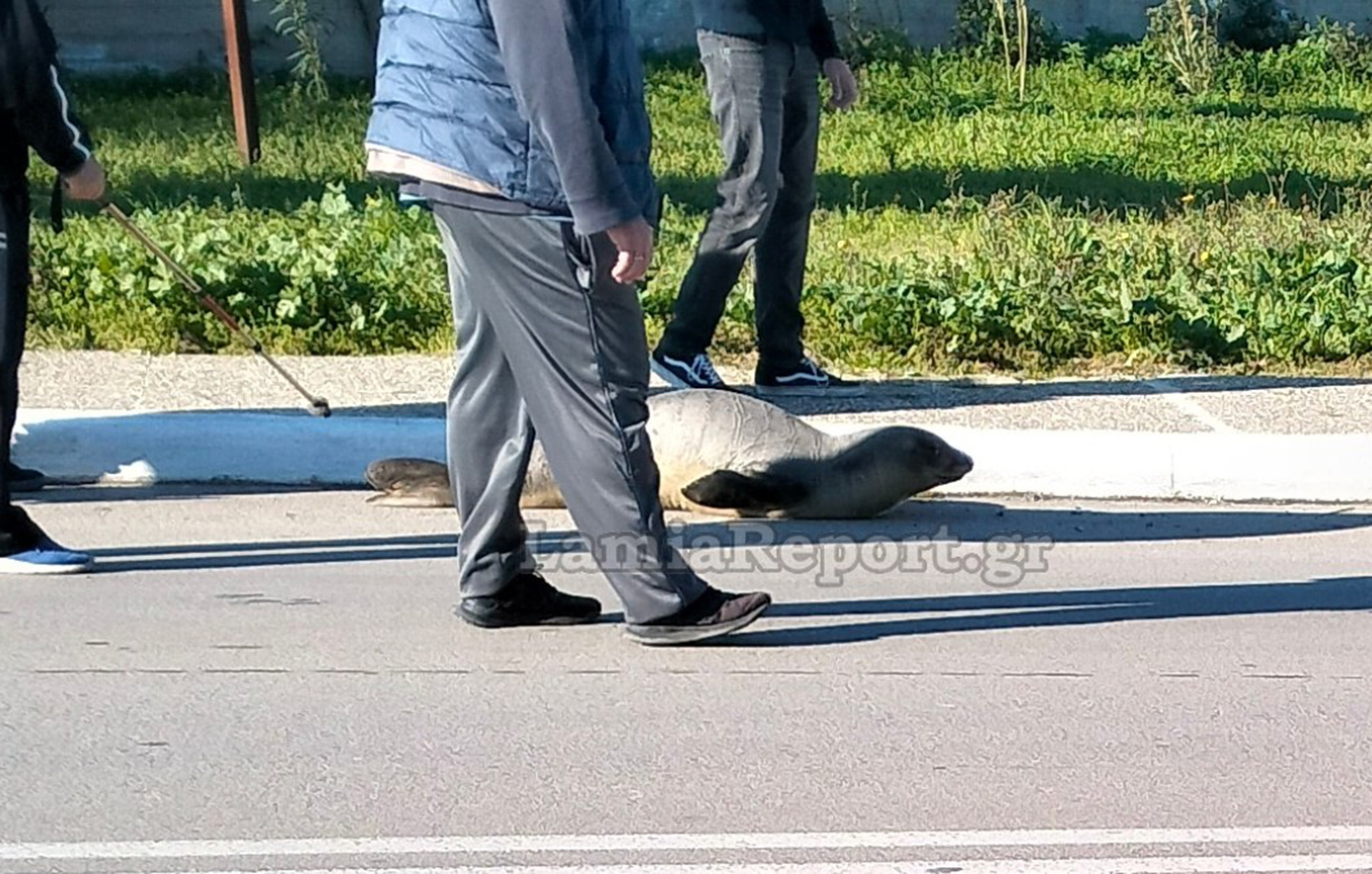 Χαμένη φώκια εντοπίστηκε να περιπλανιέται στους δρόμους της Αρκίτσας Φθιώτιδας – Ξεπρόβαλε απρόσμενα στη στεριά από φρεάτιο