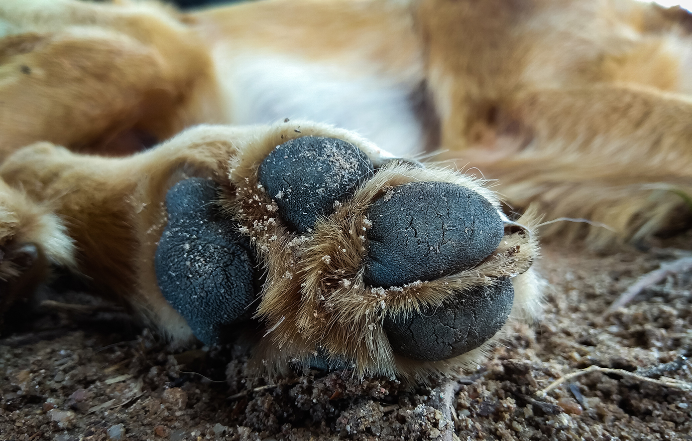 Φθιώτιδα: Μεθυσμένος 65χρονος πυροβόλησε και θανάτωσε τον σκύλο του γιου του
