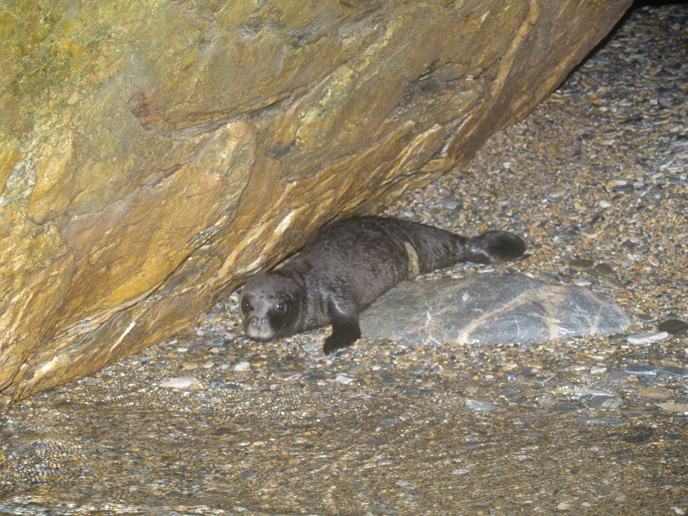 Καλά νέα για τη μεσογειακή φώκια: Καταγράφηκαν 21 νεογέννητα, αριθμός-ρεκόρ, στο Εθνικό Πάρκο Σποράδων