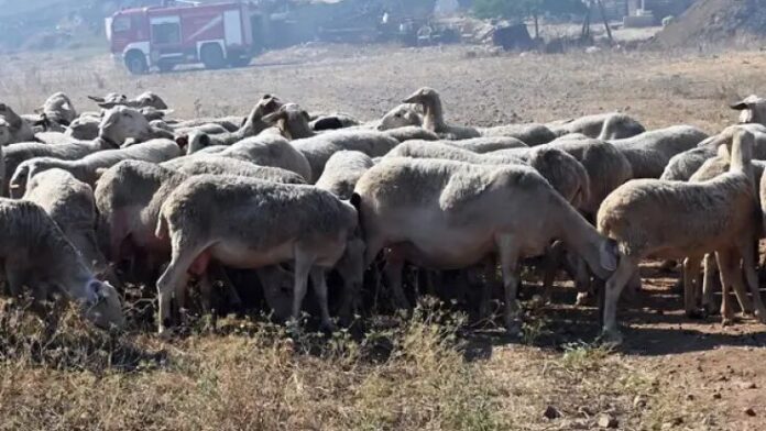 Περιφέρεια Θεσσαλίας εσσαλίας: Eπαναλειτουργούν οι απολυμαντικοί σταθμοί για την ευλογιά