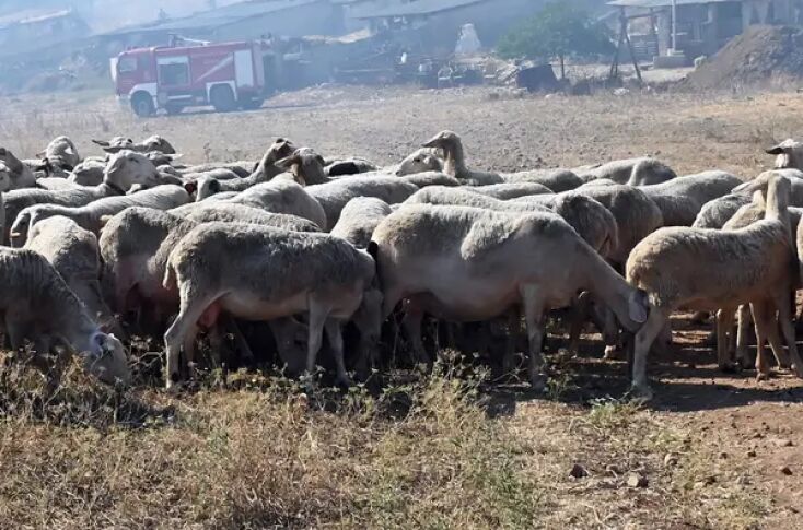 Περιφέρεια Θεσσαλίας εσσαλίας: Eπαναλειτουργούν οι απολυμαντικοί σταθμοί για την ευλογιά