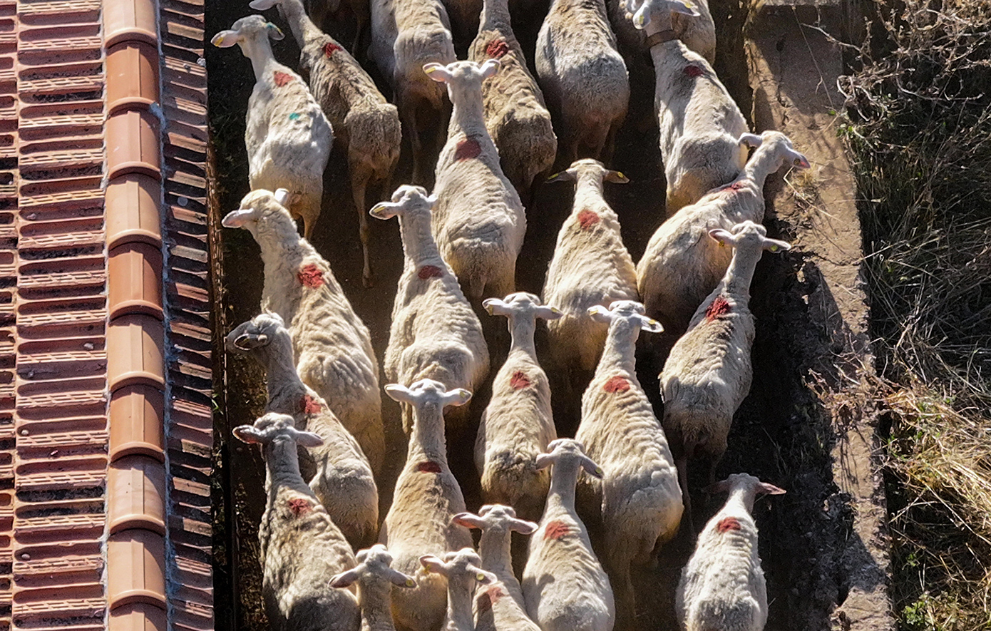 «Το πιο καθοριστικό τρίμηνο» για την ευλογιά των αιγοπροβάτων