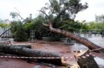 Ισχυροί άνεμοι σαρώνουν τη Θεσσαλονίκη – Δυσκολίες στην κυκλοφορία λόγω πτώσεων δέντρων