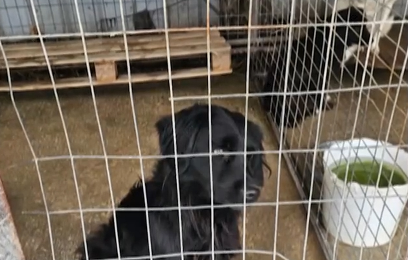 Εθελοντές έκλεισαν καταφύγιο – «κολαστήριο» στην Ημαθία και οδήγησαν τα ζώα σε ασφαλή χέρια