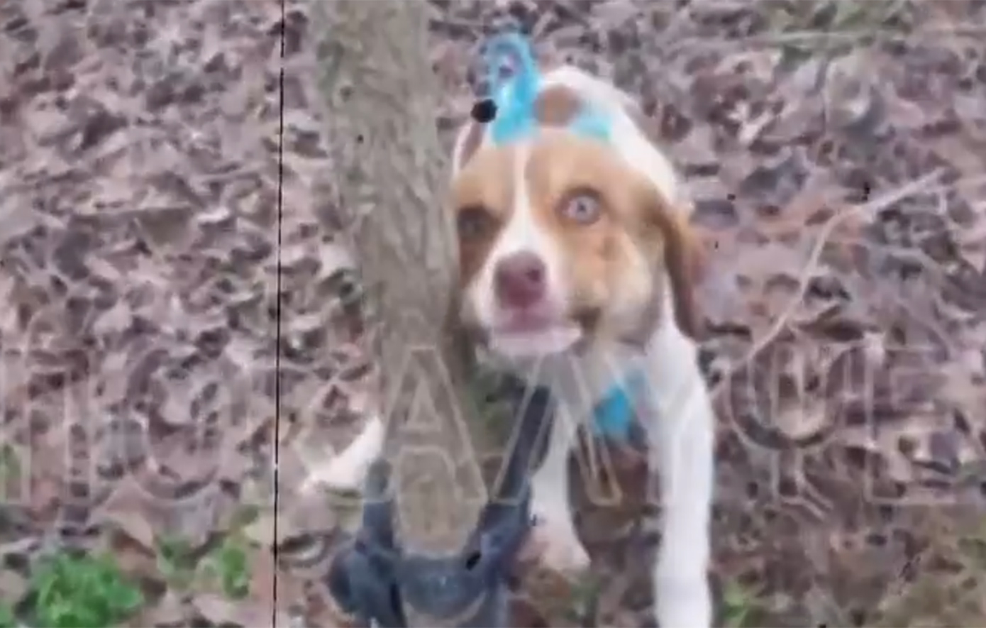 Σοκ στην Καρδίτσα: Κακοποίησαν σεξουαλικά θηλυκό κουτάβι – Μία από τις πιο σοβαρές περιπτώσεις στην Ελλάδα