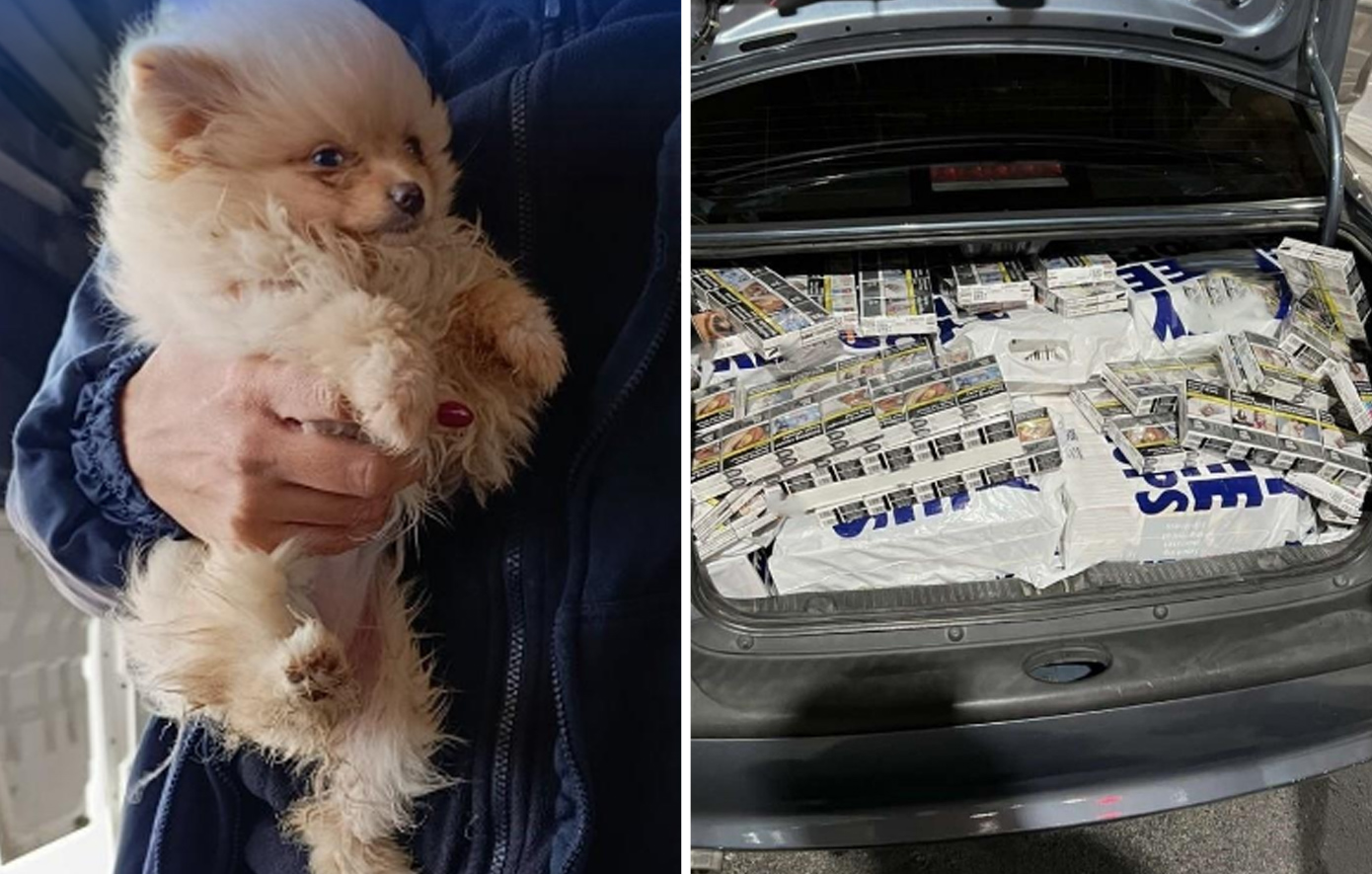 Από χρυσές ράβδους μέχρι λαθραία σκυλιά: Το «σαφάρι» της ΑΑΔΕ αποκάλυψε θησαυρούς