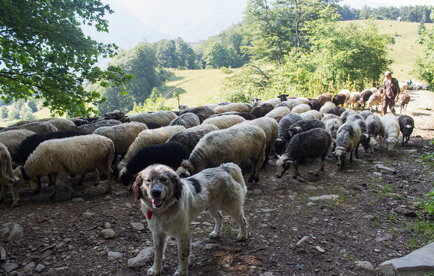 Εντατικοποιούνται τα μέτρα επιτήρησης για την καταπολέμηση της ευλογιάς των αιγοπροβάτων