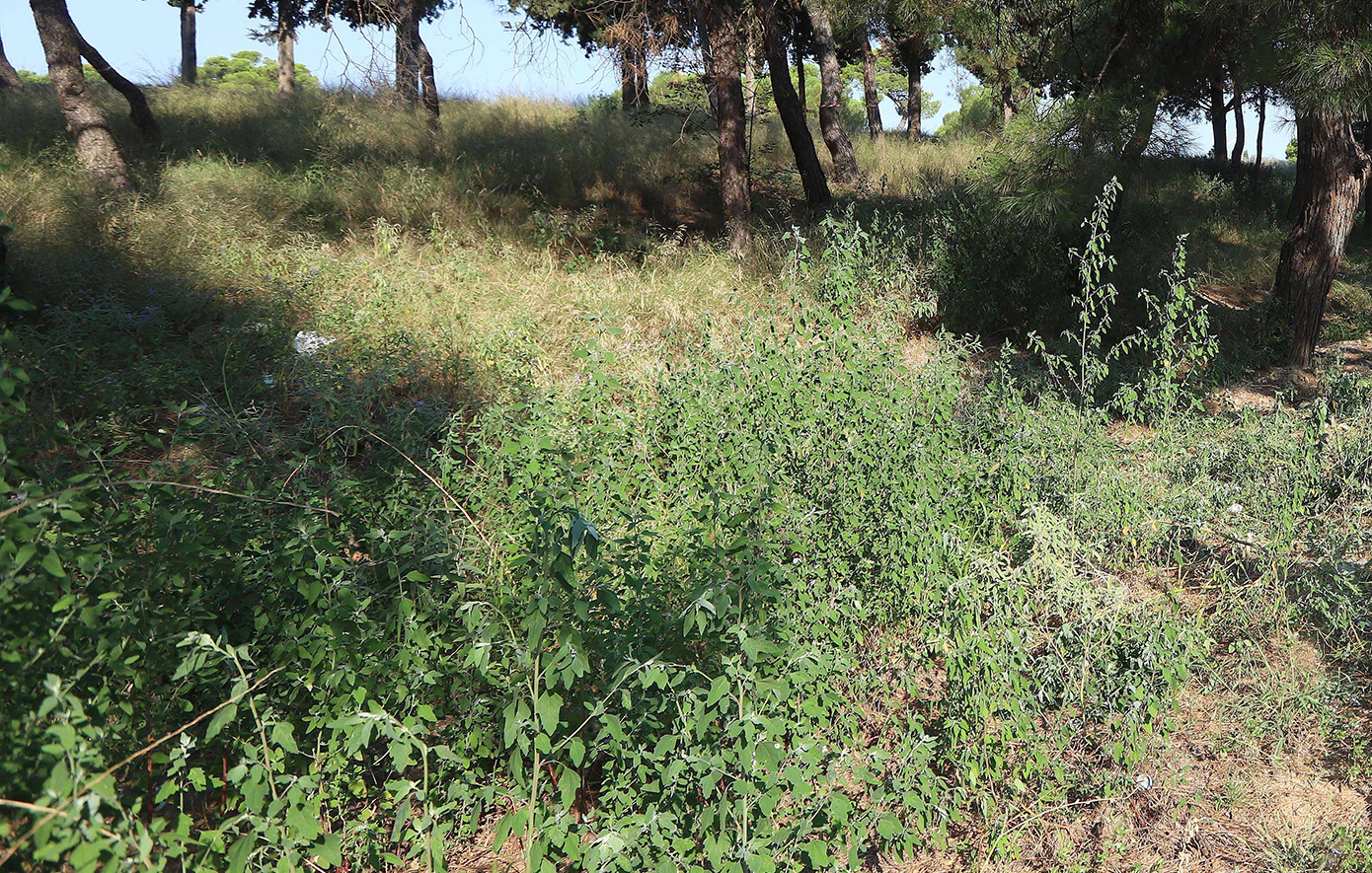 Ακαθάριστα οικόπεδα: Ποιοι απειλούνται με πρόστιμα έως 5.000 ευρώ και φυλάκιση από 6 μήνες