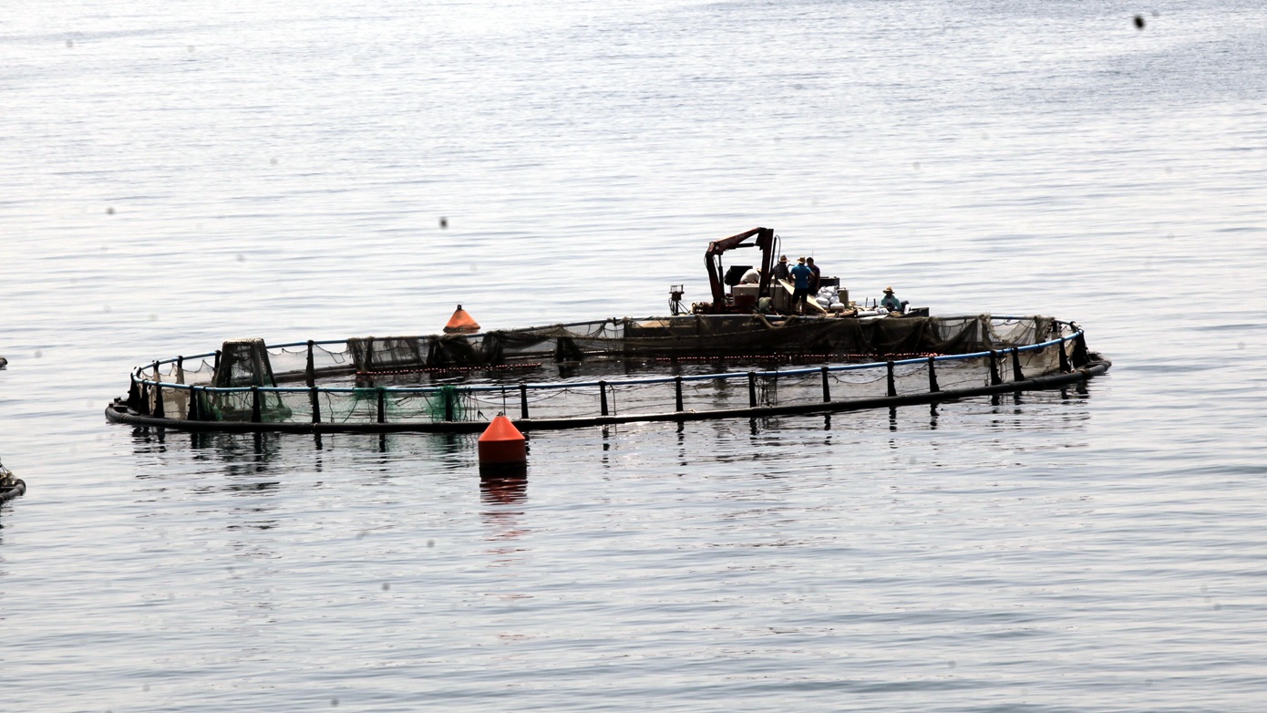 ΕΣΠΑ: Ενίσχυση για μεταποιητικές μονάδες στην αλιεία και υδατοκαλλιέργεια – Ποιες δαπάνες καλύπτονται