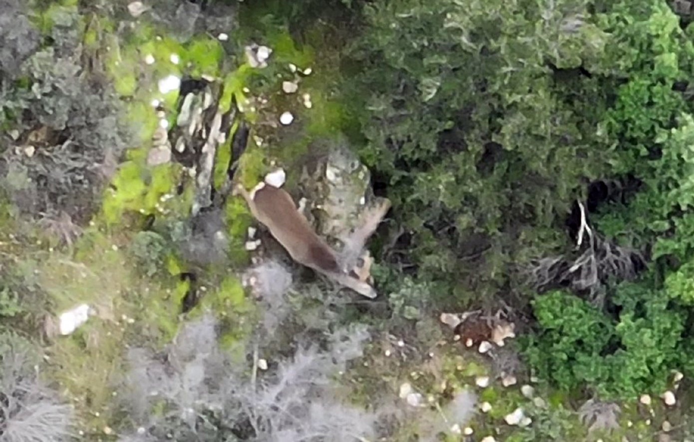 Ζευγάρι ζαρκαδιών εντοπίστηκε στο Σέιχ Σου: Ελπίδες για επανεποίκηση του είδους – «Σημάδι οικολογικής ισορροπίας»