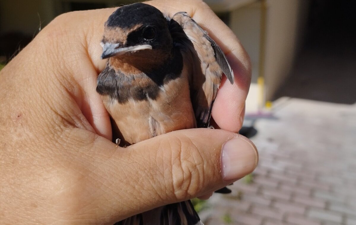 Δήμος Λαρισαίων: Σημαντική η συνεισφορά του Τμήματος Άγριας Ζωής και το 2025