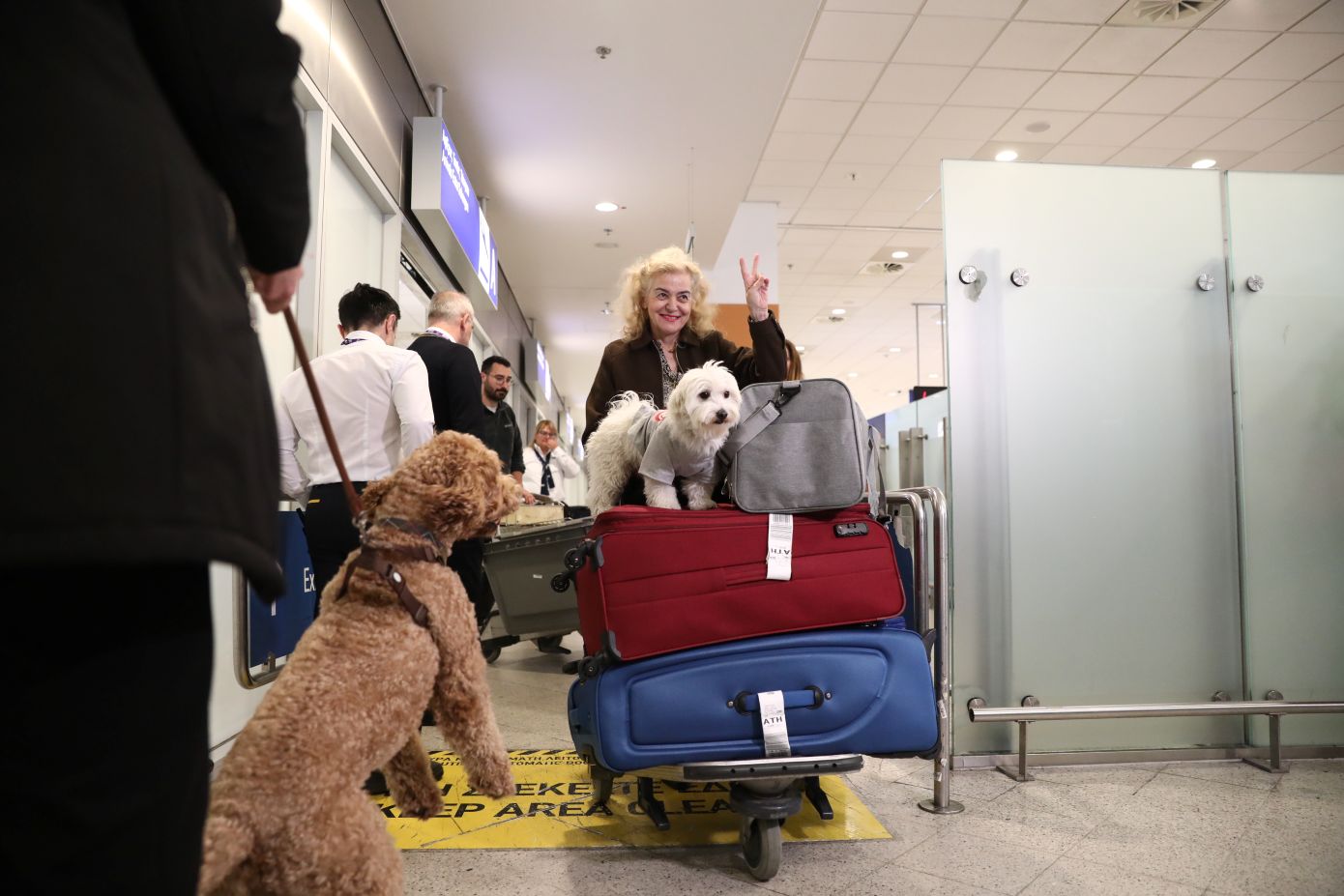 «Συγκινητικές σκηνές στην Αθήνα» – Μεγάλο ενδιαφέρον διεθνών ΜΜΕ για την ελληνική επιχείρηση επαναπατρισμού κατοικιδίων από τη Μέση Ανατολή