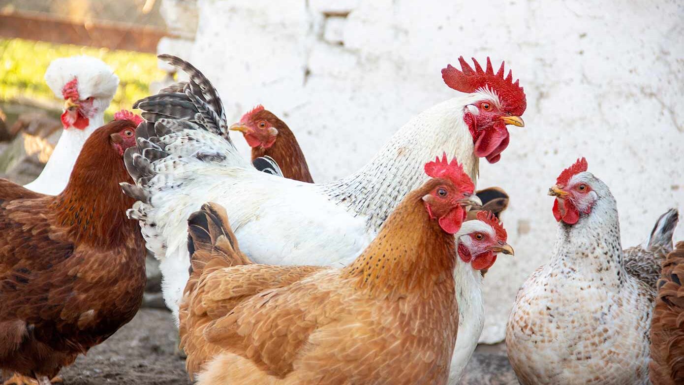 Ταράτσα μετατρέπεται σε στάνη με κατσίκες και κοτέτσι: Παράνομη εκτροφή πουλερικών και εριφίων στους Αμπελοκήπους