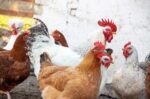 Ταράτσα μετατρέπεται σε στάνη με κατσίκες και κοτέτσι: Παράνομη εκτροφή πουλερικών και εριφίων στους Αμπελοκήπους