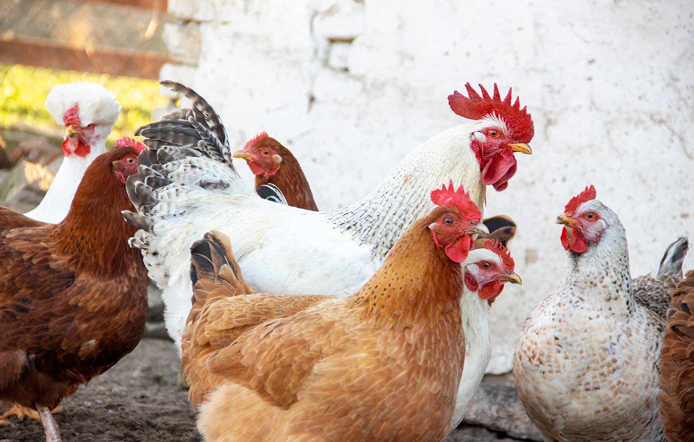 Ταράτσα μετατρέπεται σε στάνη με κατσίκες και κοτέτσι: Παράνομη εκτροφή πουλερικών και εριφίων στους Αμπελοκήπους