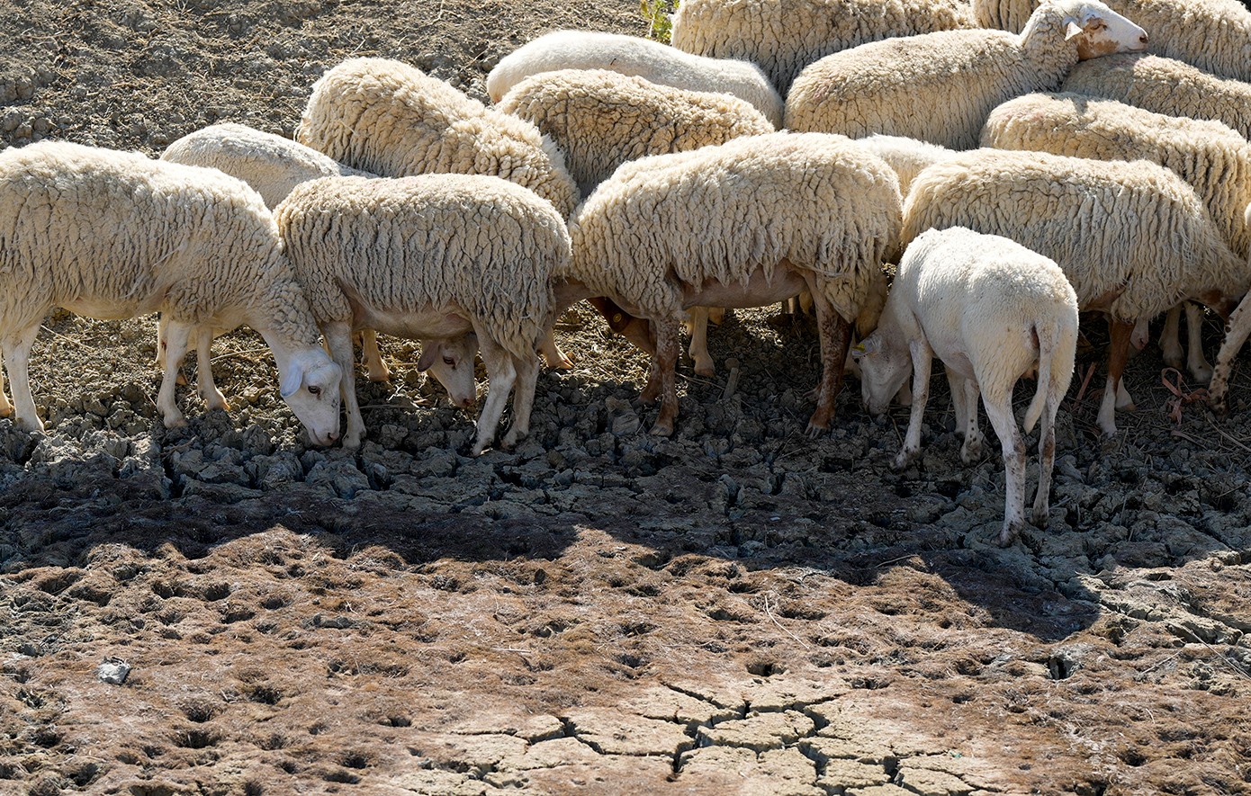 Επιβεβαιώθηκε το πρώτο κρούσμα ευλογιάς προβάτων στην Ήπειρο