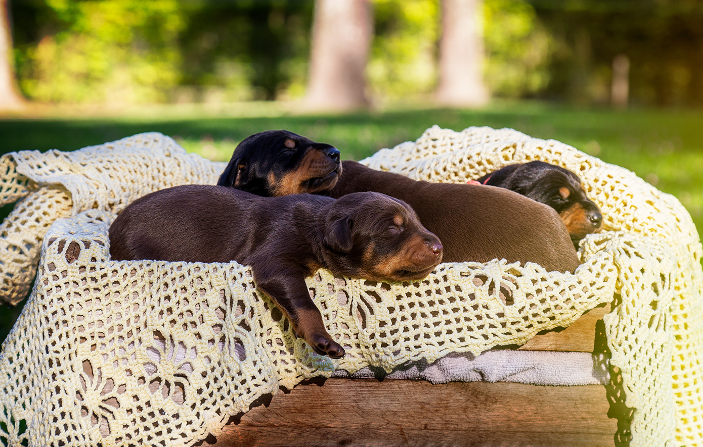 Πρόστιμα πάνω από 65.000 ευρώ για πέντε παραβάσεις σε 62χρονο που άφησε δύο κουτάβια στην Ασπροβάλτα