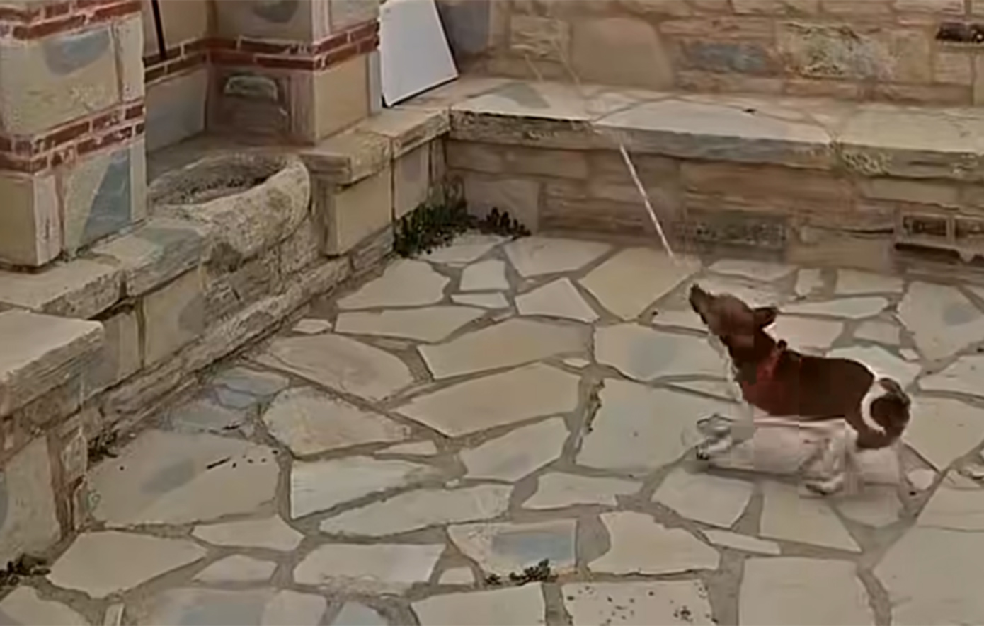 Ο πιο αφοσιωμένος «νεωκόρος» είναι τετράποδος και χτυπά την καμπάνα – Δείτε το βίντεο