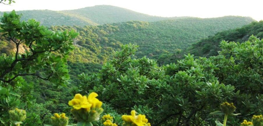 Δ.Κέας: Απόψεις για τις ζώνες του δικτύου Natura 2000 σε Κέα και Μακρόνησο