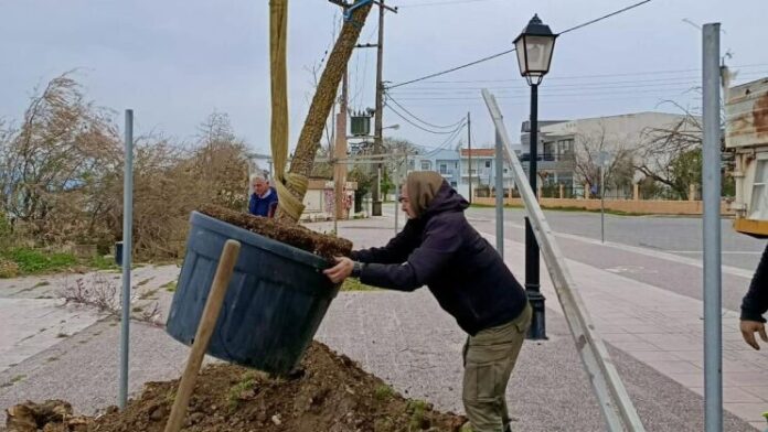 Προχωρά η δεύτερη φάση δενδροφυτεύσεων στο παραλιακό μέτωπο της Ναυπάκτου