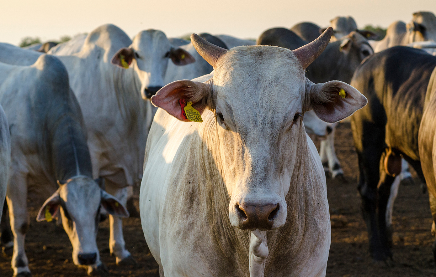 Αφθώδης πυρετός: Συναγερμός στη Λέσβο – Κλείνουν και τα κέντρα συλλογής γάλακτος