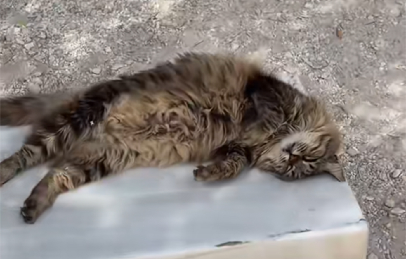 Απεβίωσε η εμβληματική γάτα της Ακρόπολης – Η Λουκία, σύμβολο του Αρχαίου Θεάτρου