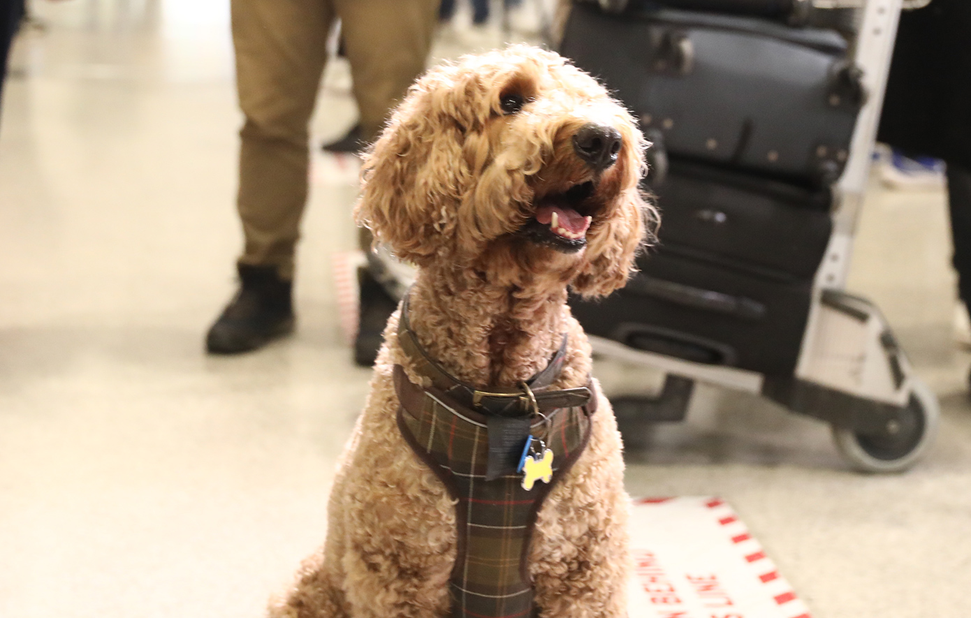 «Τα κατοικίδιά μας δεν είναι αποσκευές»: Προσγειώθηκε η πρώτη πτήση επαναπατρισμού ζώων συντροφιάς