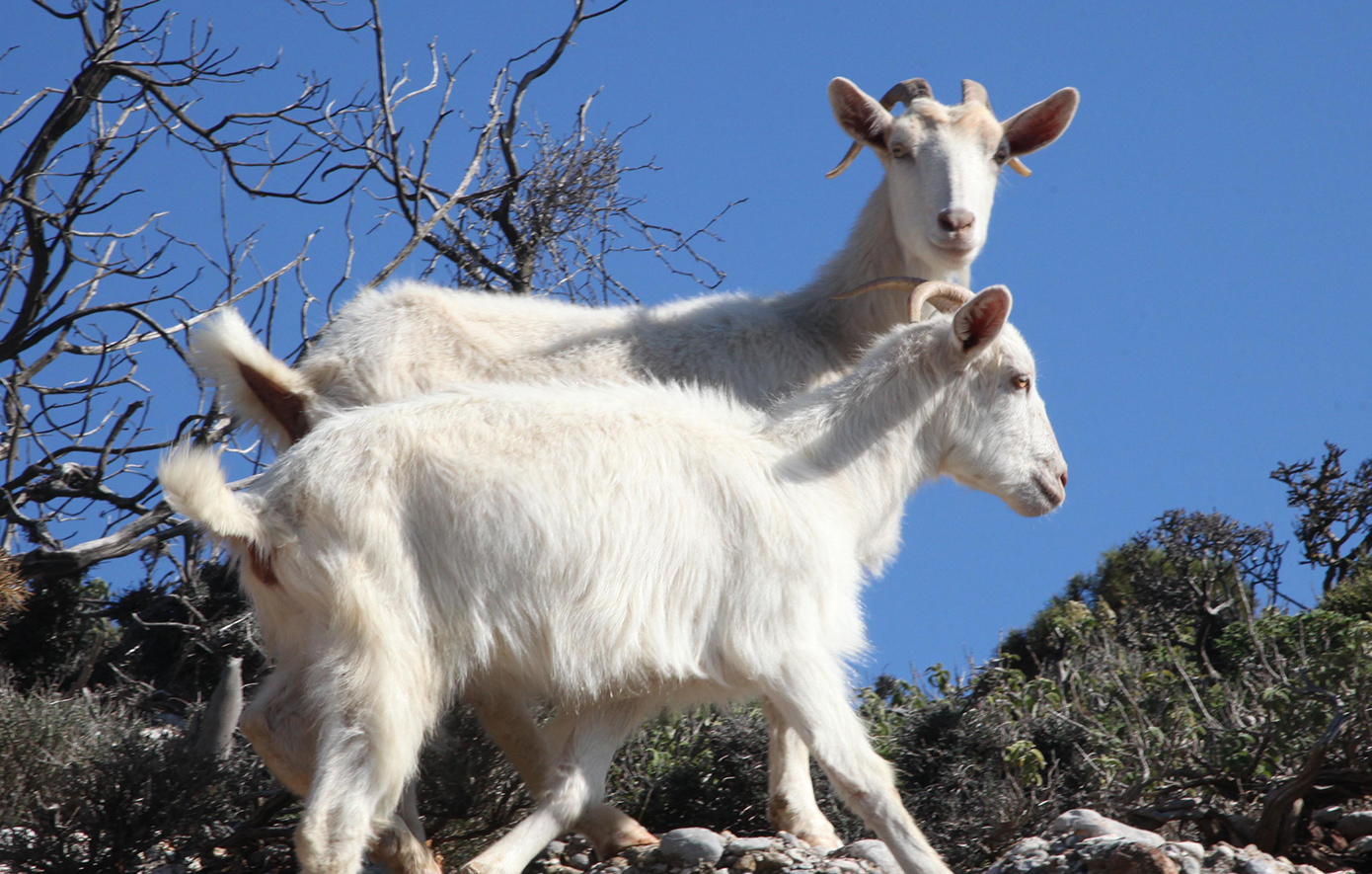 Καταστροφή στην κτηνοτροφία: Πάνω από 486.000 θάνατοι ζώων λόγω ευλογιάς