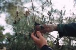 Ξεκινά το σχέδιο φύτευσης 6.000 δέντρων για την ενδυνάμωση του παράκτιου πευκοδάσους της Σάνης στη Χαλκιδική