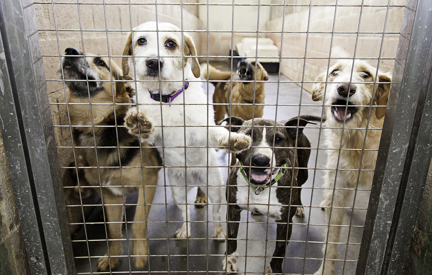 Σύλληψη 55χρονου με 68 σκυλιά στο σπίτι του – Πρόστιμο 68.500 ευρώ για τις άθλιες συνθήκες διαβίωσης των ζώων