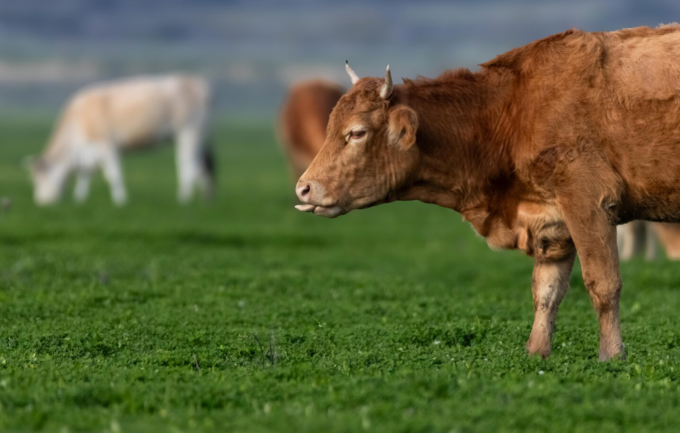 Η φύση αποκαθιστά την ισορροπία της – Η «αναζωογόνηση» της ζωής στη λίμνη Κάρλα μετά το πέρασμα του Daniel