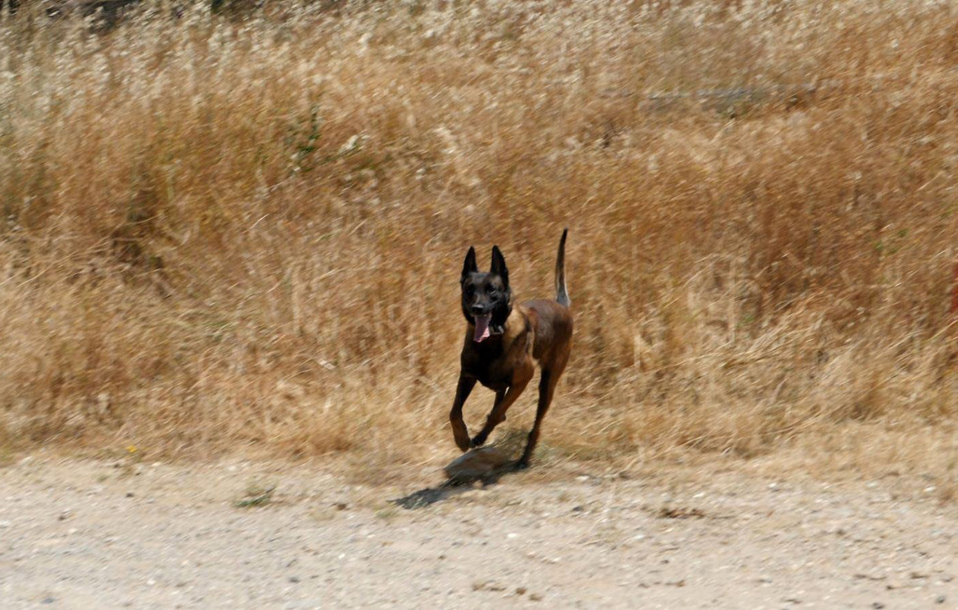 Γερμανίδα τουρίστρια σε σοβαρή κατάσταση στο Λιτόχωρο – Θύμα επίθεσης από αγέλη σκύλων