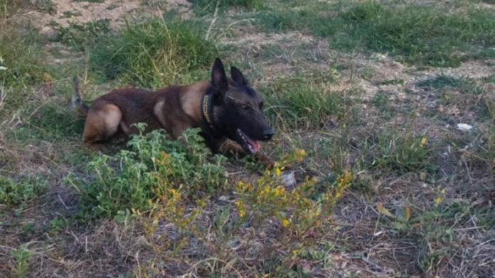 Στη ΜΕΘ η τουρίστρια μετά από επίθεση σκύλων στο Λιτόχωρο – Συνελήφθη ο αντιδήμαρχος