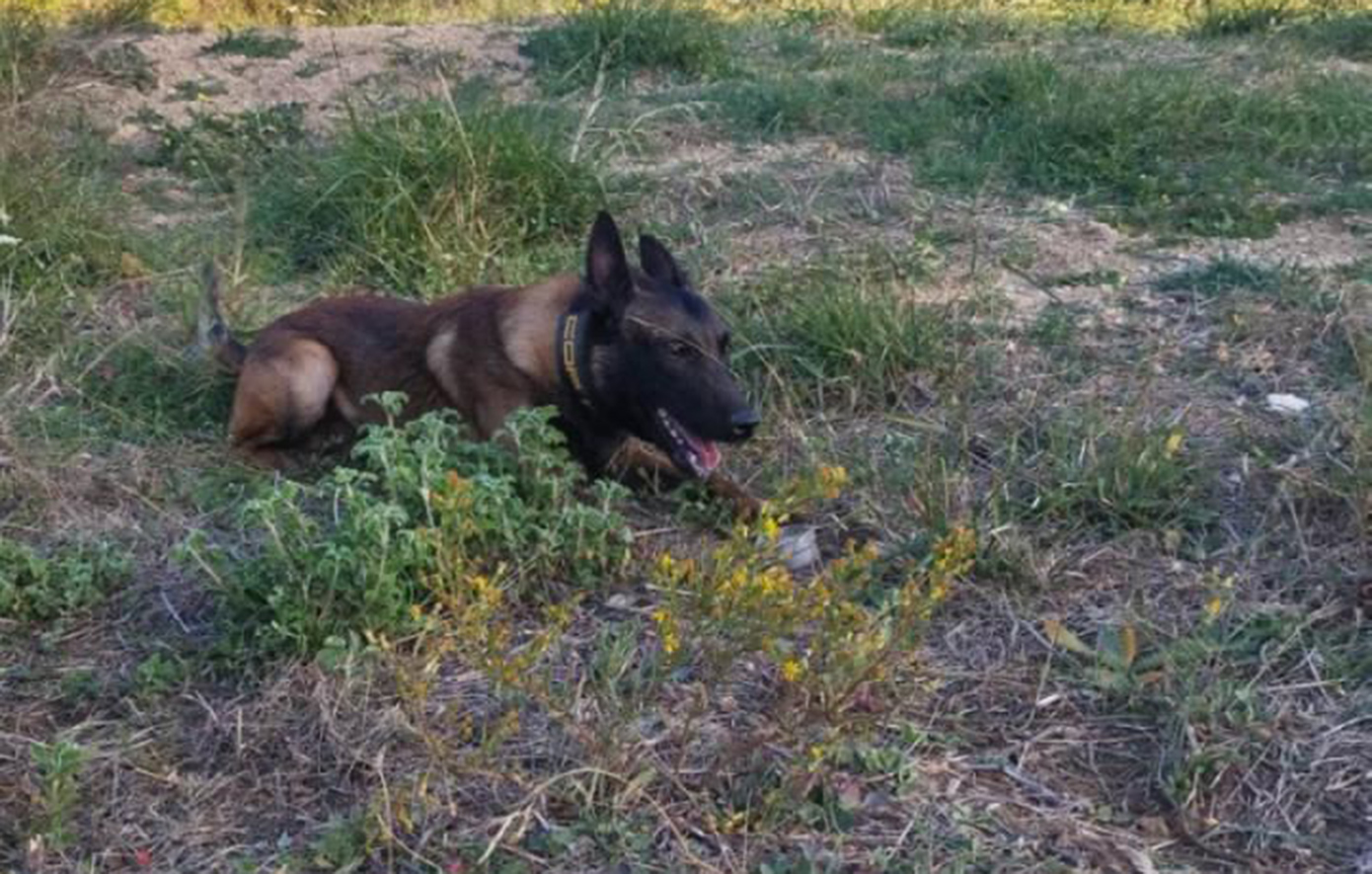 Στη ΜΕΘ η τουρίστρια μετά από επίθεση σκύλων στο Λιτόχωρο – Συνελήφθη ο αντιδήμαρχος