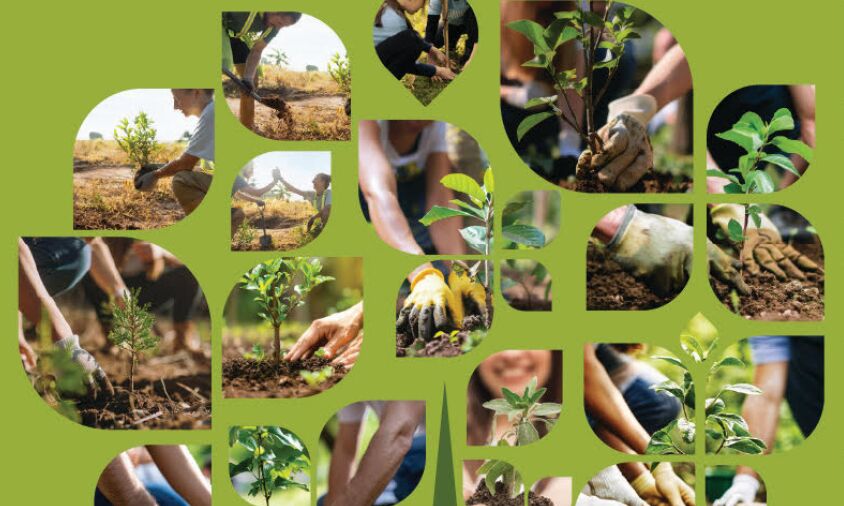 Φρέσκια πρωτοβουλία αναδάσωσης στο Κόρμπι Βάρης στις 8/3