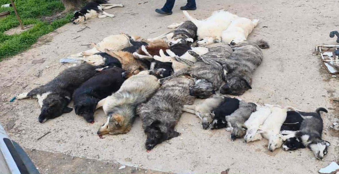 Δ. Πολύγυρου: «Καταδικάζουμε κατηγορηματικά την φρικτή θανάτωση ζώων στον Βάβδο»