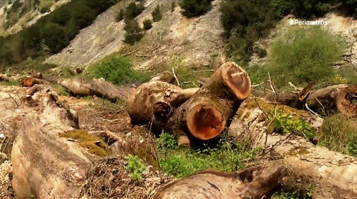 Απομάκρυνση ξερών πλατάνων στον Λούρο ποταμό για αντιπλημμυρική θωράκιση από την Π.Ηπείρου