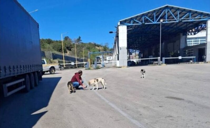 Δ.Πωγωνίου: Αδιάκοπες δράσεις για τη φροντίδα των αδέσποτων ζώων