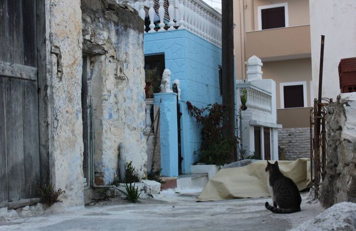 Η συμμετοχή του Δ. Καρπάθου στο “Zero Stray Academy” έφτασε στο τέλος της